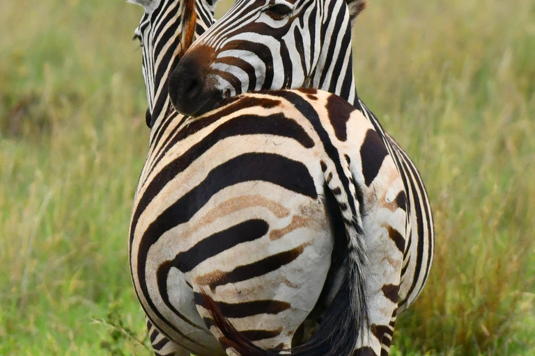 Safari in Tarangire National Park (Add-on Tanzania)