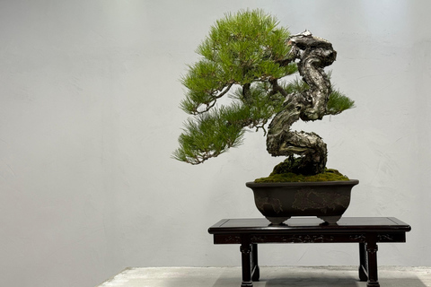Nagoya: Private Bonsai Workshop with Master Ajisawa Masterpiece Bonsai Experience (1 hour)