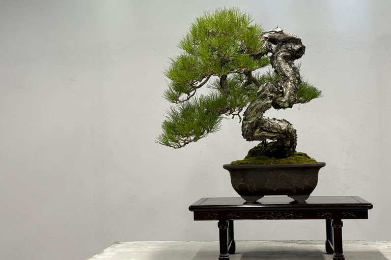 Nagoya: Private Bonsai Workshop with Master Ajisawa Masterpiece Bonsai Experience (1 hour)