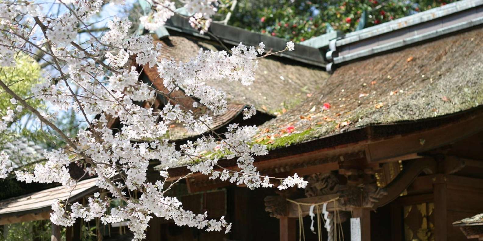 Kyoto experience — temples, geisha, bamboo grove — image 6