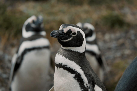 Ushuaia: Adventure and Fueguina Fauna with Animal Encounter of Your Choice Ushuaia: Adventure and Fueguina Fauna with Animal Encounter - Huskie Walk-