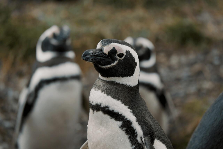 Ushuaia: Adventure and Fueguina Fauna with Animal Encounter of Your Choice Ushuaia: Adventure and Fueguina Fauna with Animal Encounter - Huskie Walk-