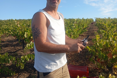 Beziers: Eco Wine Tasting at Sarabande Wines Off-Grid Winery