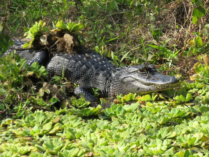 Naples, FL: Manatee and Dolphin Cruise to 10,000 Islands | GetYourGuide