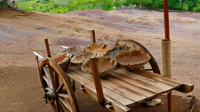 Chamarel 7 Colors & Waterfalls - Exclusieve South West Tour - Housity