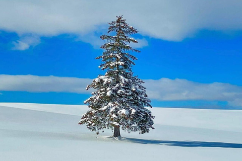 Sapporo: Biei & Furano Private Tour with Hot Spring