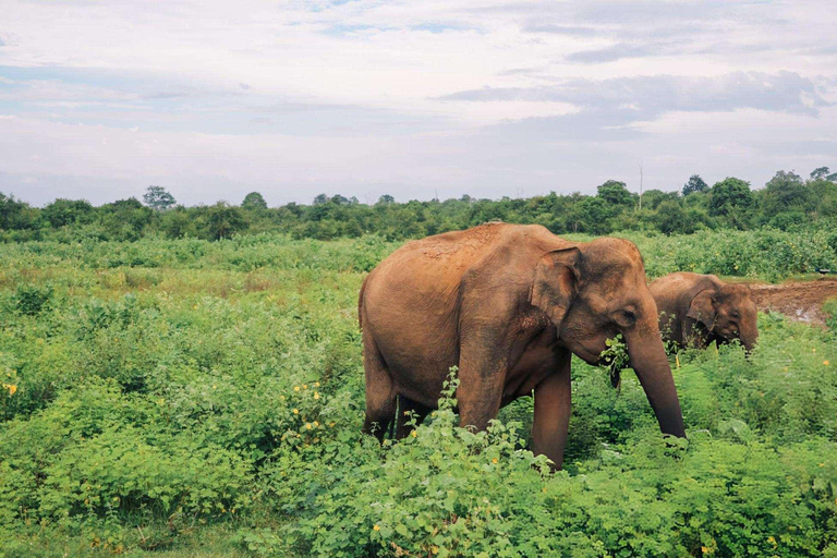 In the Wild: Minneriya National Park Safari from Sigiriya