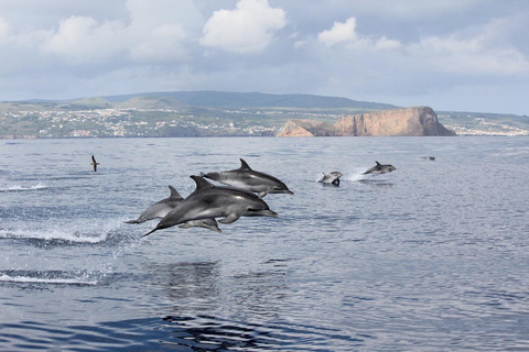 Terceira Island: Swimming with Dolphins + Snorkeling Private Pack | Small Boat 8 pax