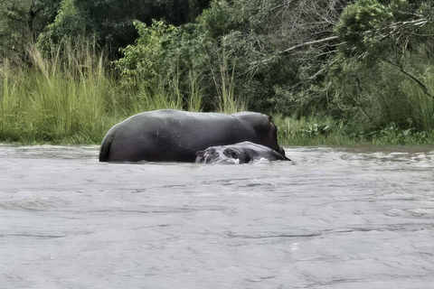 Uganda: 3-Day Murchison Falls & Kibale Chimpanzee Trekking