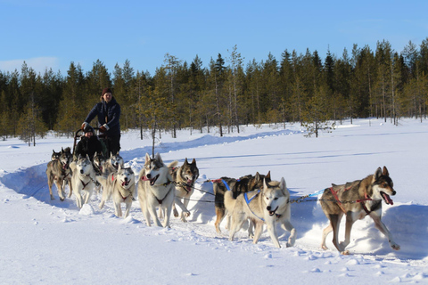 Rovaniemi: Husky Safari di 2 km con servizio di prelievo e rientro