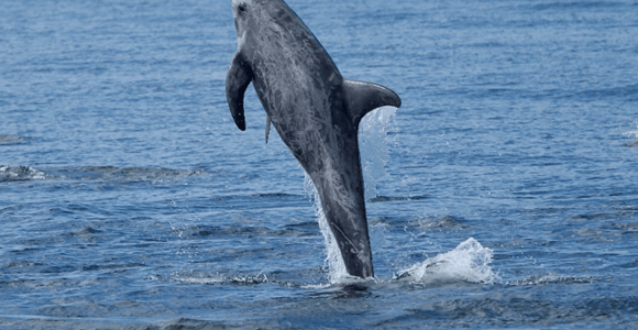 Lanzarote: Sea Safari Experience
