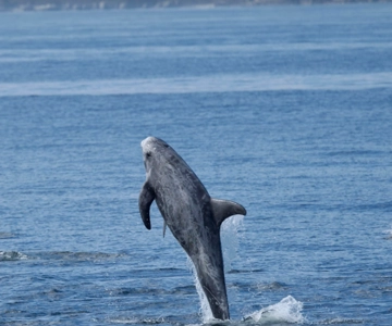 Lanzarote: Sea Safari Experience