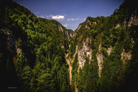 Brașov: Dracula's Castle, Bear Sanctuary, & Cave Tour