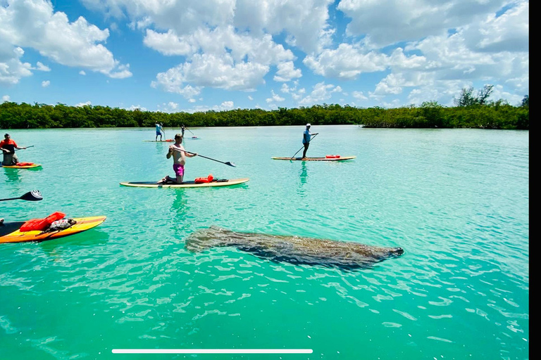 Fort Myers Dolphin & Manatee Kayak or Paddleboard Tour