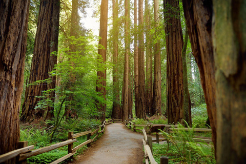 San Francisco: Muir Woods & Sausalito Private Tour