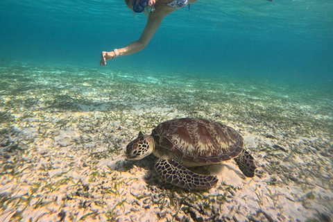 Gili island Snorkelling by private glass bottom boat