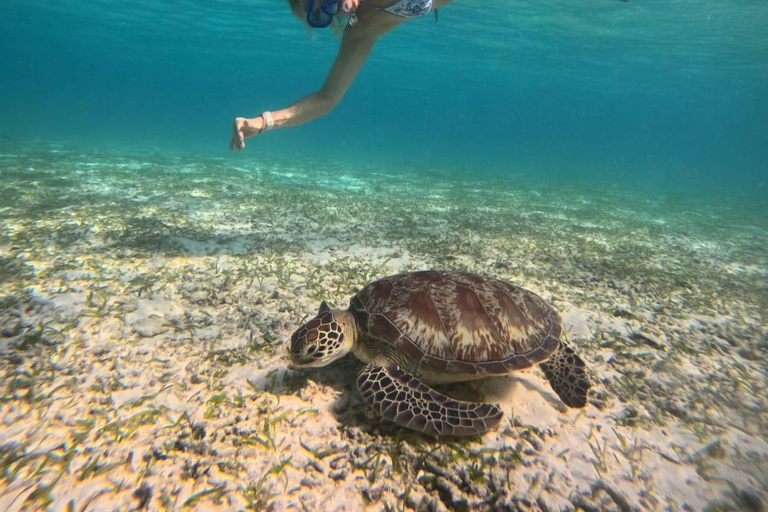 Gili island Snorkelling by private glass bottom boat