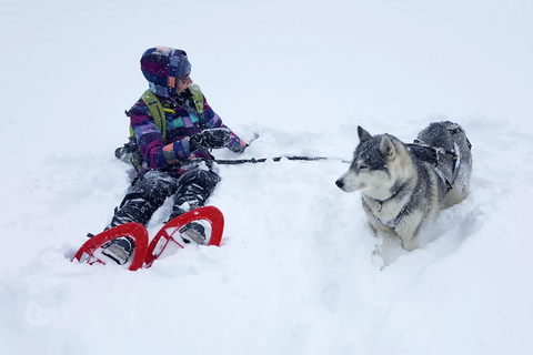 Nordreisa: guided snowshoe tour with a husky Guided snowshoe tour 2h with a husky & snack & campfire