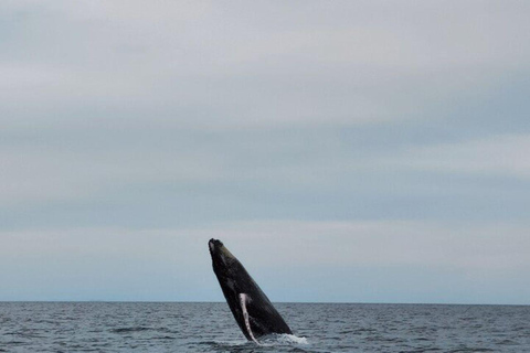 Panama City: Whale Watching Tour with Island Stop