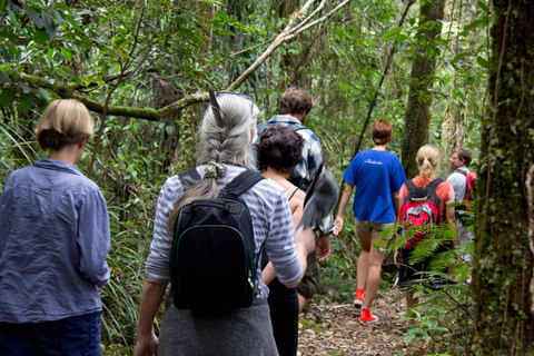 Bay of Islands: Full-Day Rainforest Hike, Lunch Included