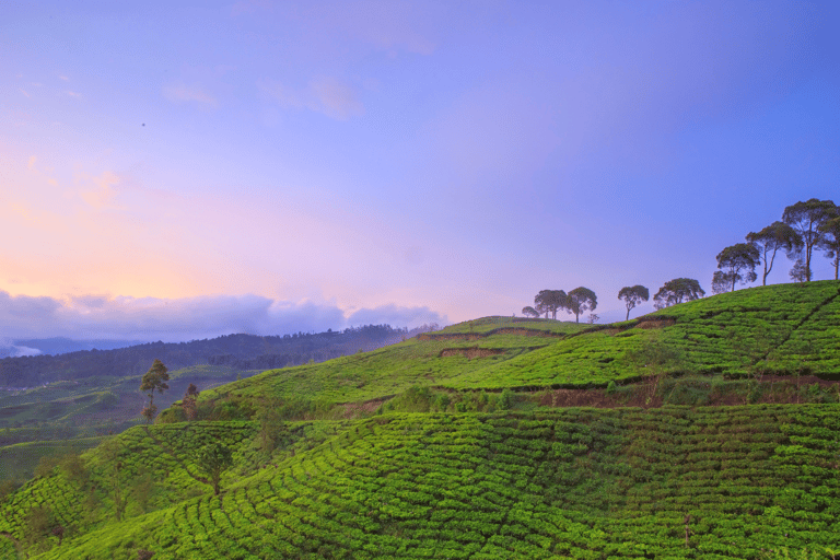 Jakarta: Tangkuban Perahu Volcano & Tea Plantations Day-Tour