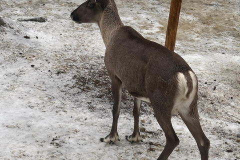 Rovaniemi: Ranua Zoo Guided Tour with Transfers