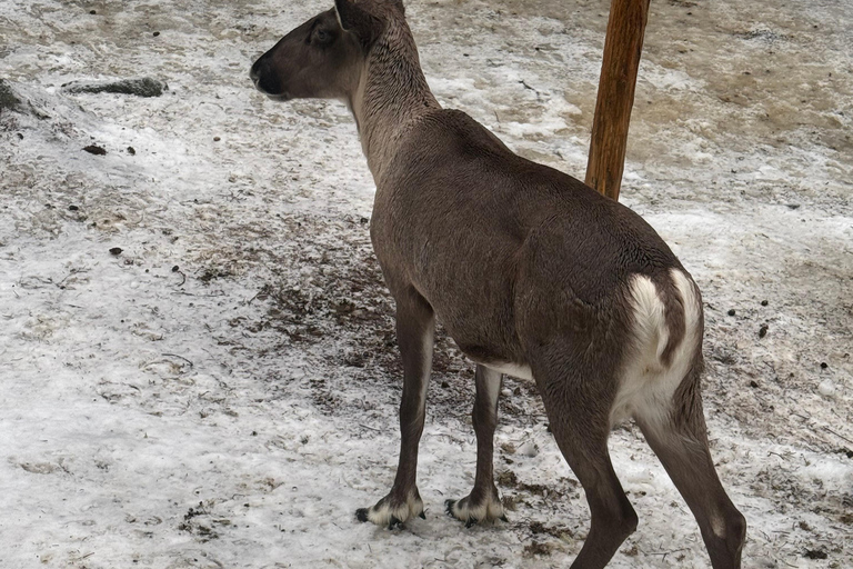 Rovaniemi: Ranua Zoo Guided Tour with Transfers