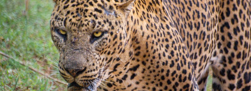 Parc national de Kumana : Safari du matin ou de l'après-midi