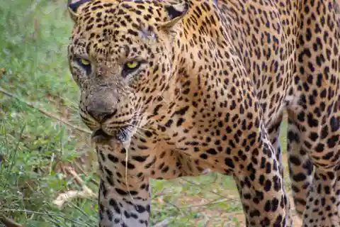 Parc national de Kumana : Safari du matin ou de l'après-midi