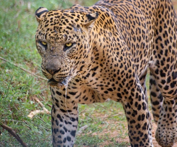 Kumana National Park: safari 's ochtends of 's middags