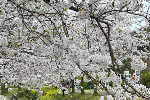 Jeju: Cherry Blossom and Strawberry Picking Small Group Tour
