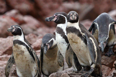 Paracas: Ballestas Islands + Paracas Reserve - FullDay Combo