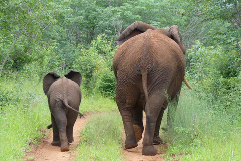 Safari en voiture