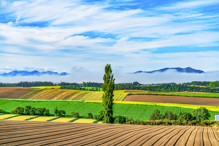 Hokkaido Summer Day Trip: Patchwork Road&Shikisai no Okas Depart from Sapporo Tokyu REI Hotel (without lunch)