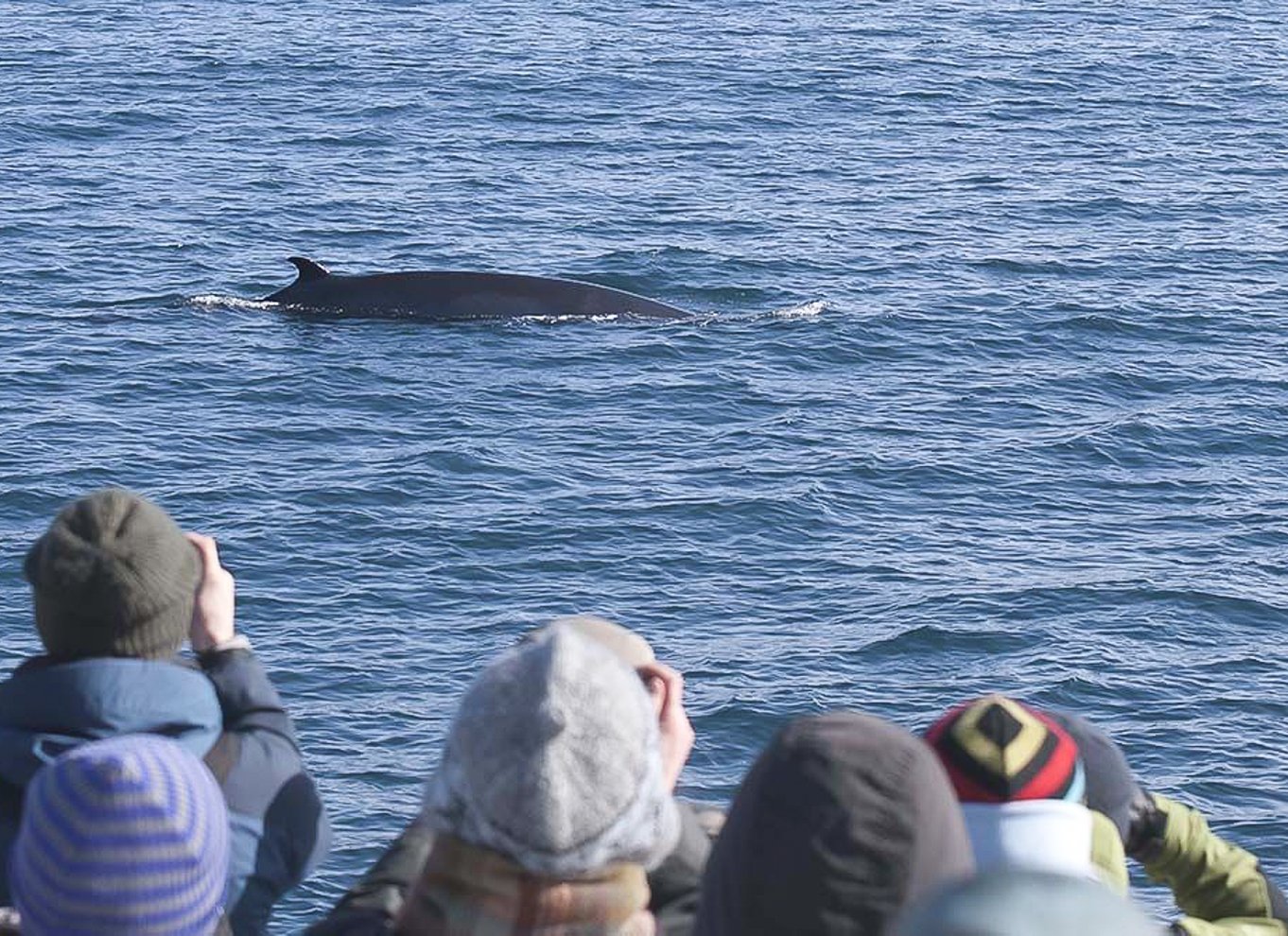 Reykjavik: den originale 3-timers hvalsafari