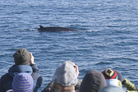 Reykjavik : 3 h d’observation des baleinesReykjavik : visite d'observation des baleines de 3 heures