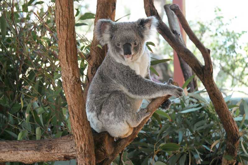 Sydney: havencruise en Taronga Zoo