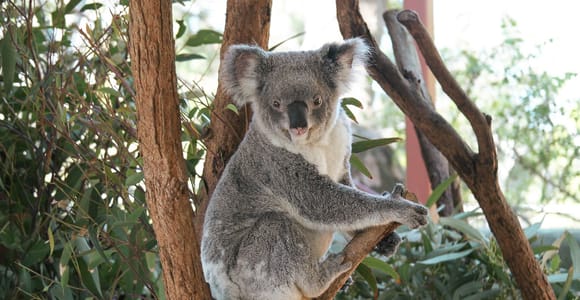 Sydney: Hafenrundfahrt und Taronga Zoo