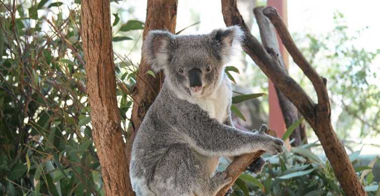 Sydney Esperienze con koala e canguri: il MEGLIO del 2024 - Cancellazione  GRATUITA