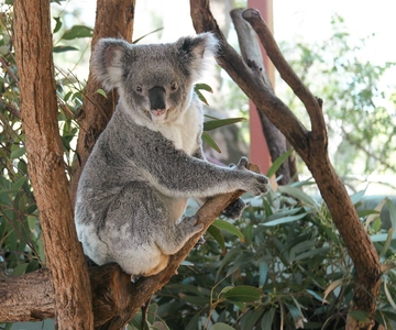 Sydney: Harbour Cruise and Taronga Zoo