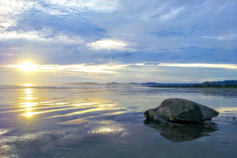 Turtle Night Tour in Isla Cañas
