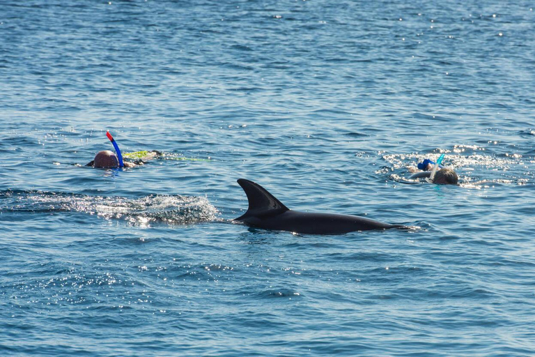 Hurghada: Excursión en barco a la Casa de los Delfines con snorkel