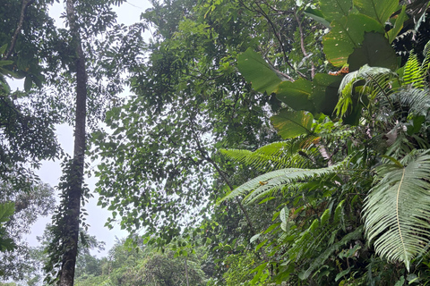 Private Balinese Body and Soul Cleansing Journey