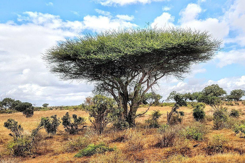 Mombaça/Diani: Safari de 2 dias em Tsavo East e West com estadiaMombaça/Diani: safári de 2 dias em Tsavo East e West com estadia