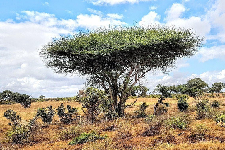 Mombaça/Diani: Safari de 2 dias em Tsavo East e West com estadiaMombaça/Diani: safári de 2 dias em Tsavo East e West com estadia