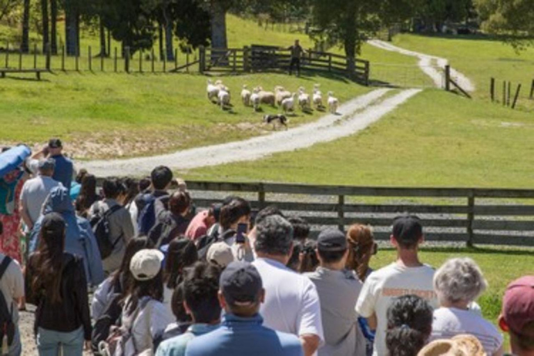 Sheep World & West Auckland Discovery Small Group Day Tour