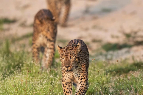 Negombo to Anuradhapura Transfer with Wilpattu Safari