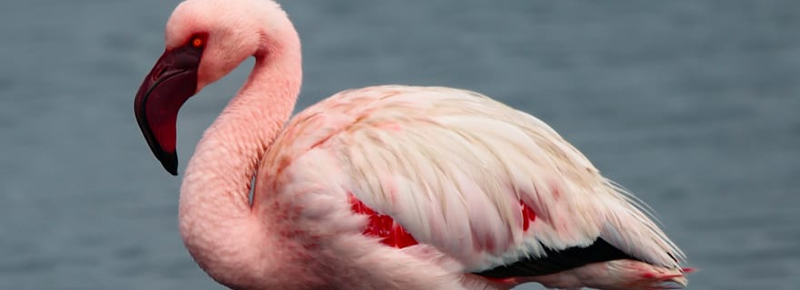 Safari camping de 4 jours à Sossusvlei et Swakopmund