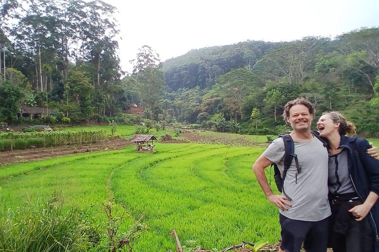 ELLA Lipton Seat Tea Test & Pluck 9Arch, Waterfalls, & Food Lipton's Seat, Little Adam Peak, 9 Arch, Ravana Waterfalls