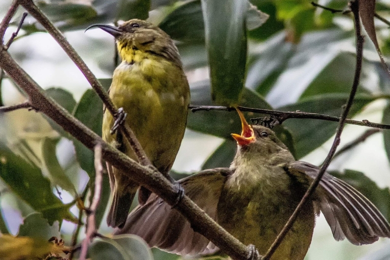 Big Island: dagwandeling en vogelspottour met lunch